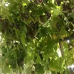 Apartamento App-amelijas Zambratija (Istria)